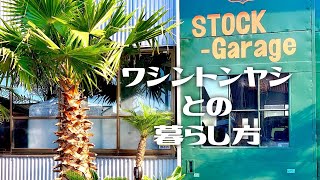 【ヤシの木】ワシントンヤシ《Washingtonia filifera》との暮らし方【南国の植物専門店STOCKgarden】