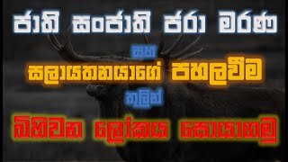 ජාති සංජාති ජරා මරණ සහ සලායතණයාගේ පහලවීම තුලින් බිහිවන නැති ලෝකය Ven Gandarawela Wangeesa Thero