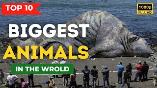 Top ten biggest animals_ Life Of Animals