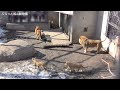 【番外編】今日のライオン・オリト家族2023年3月29日（ノーカット）vol20@旭山動物園 lion family today march 29 2023