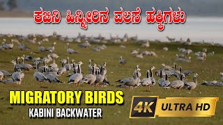 Highest Flying Migratory Bird |ಅತಿ ಹೆಚ್ಚು ಹಾರುವ ವಲಸೆ ಹಕ್ಕಿ| Kabini Backwaters | Bar Headed Geese |