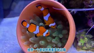 尼莫会转换性别？#神奇动物在抖音 #海洋生物 #动物世界