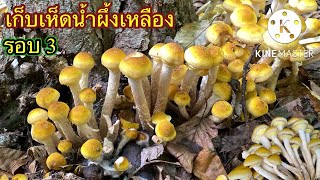 เก็บเห็ดน้ำผึ้งเหลืองดอกอ่อนๆ กลุ่มนี้สวยมาก ตอนที่ 3 picking honey mushroom