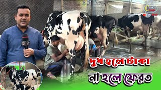 কম দামে ২৪ লিটার, ২০ লিটার ও ১৫ লিটারের দুধের গাভী! milking cow farm in Bangladesh