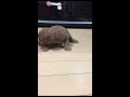 ミックス犬【キャバプー】の子犬動画