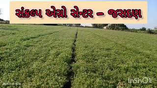 વડલા જેવું જીરું...ખેડૂત કહે જીરું તો આવું જ કરાય...