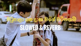 පිටුපාලා යන දාක | (slowed \u0026 reverb) | pitu pala yana daka