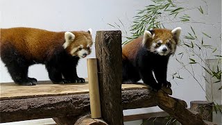 レッサーパンダ　キントキくんとキナコちゃん　午後のまったりとした時間です　【茶臼山動物園】Red panda Kintoki-kun Kinako-chan Chausuyama Zoo