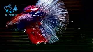 8/30【DC短鯛坊】半月公鬥魚（HMBetta）No.S90【ShowBetta】@dcasfish