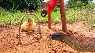 Primitive technology - Easy Snake Trap Using Water pipes _ Duck Catch Big Snake Python Trap 100%