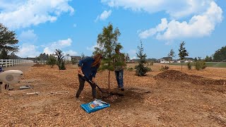 Planting More Trees + Daylilies 🌲🌿 // Garden Answer