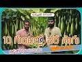 10 గుంటల్లో బీర సాగు లక్షలు సంపాదించటం ఎలా ? Ridge Gourd Cultivation Telugu Secrets to Earning Lakhs