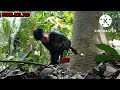 amazing tree felling timber sthil ms720 chainsaw jati putih gmelina teloystv