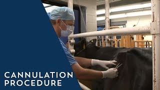 How to Perform Cannulation Procedure on a Cow