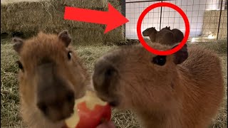 Capybara Duplication Glitch *REAL* (No Viruses)