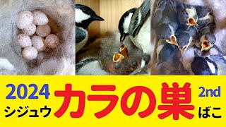 【4K】シジュウカラの巣箱【二期目】 四つの仔　🐣誕生18日目　巣立ちます