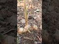 ginger tree myrooftopgarden আদা গাছ mygarden gardenplants শর্টসভিডিও শর্টস