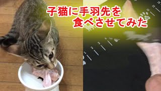 【保護猫】子猫に手羽先を食べさせてみた