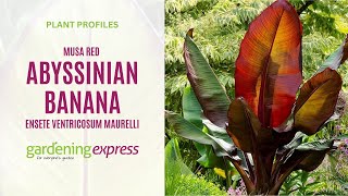 Musa Red Abyssinian Banana - Transform your Garden into a Lush Jungle!