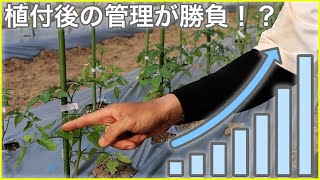 【夏野菜】植え付け後1ヶ月の管理について①