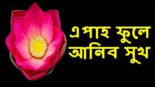 এপাহ ফুলে  আনিব সুখ | Assamese Astrology || MEDILIFE NEWS