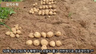 80일만에 감자 250개 수확했습니다. 딱 좋네요.