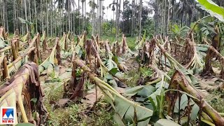 ചുഴലിക്കാറ്റിൽ വ്യാപകനഷ്ടം; ഓണവിപണി കാത്ത കുലവാഴകളും ഒടിഞ്ഞു| Malappuram Storm