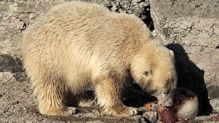 🐻 Polar Bear Cube Juno's First Bear-thday Celebration at the Toronto Zoo 🐻🌳🦧 2016 (4K)