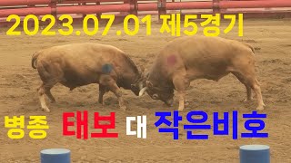 청도소싸움 2023.07.01 제5경기  병종  태보 / 작은비호