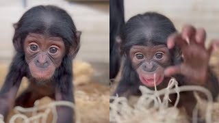 Meet Daisy: Big Eyes, Beautiful Face – The Cutest Bonobo Baby at Cincinnati Zoo!