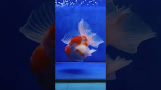 【返金保証】 動画 オランダ獅子頭 ローズテール (k409) タイ産 特大個体 17cm オス 6ヵ月 #金魚 2月24日発送 (k409)