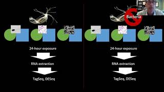 SBE meeting 2021's talks: Professor Adam Reitzel, Ph.D.