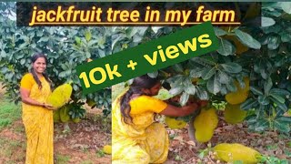 Amazing jackfruit in my farm//jackfruit plant//మా తోటలోని పనస చెట్టు// This is Lakshmi