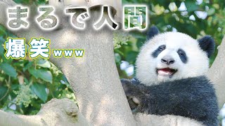 【まるで人間】パンダちゃんの人間みたい面白い瞬間まとめ www | iPanda パンダ楽園