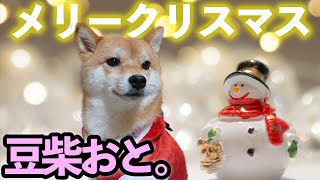 豆柴おと。ハッピーメリークリスマス🎅🎄プレゼントは何かな～？