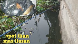 mancing liaran disungai irigasi ini pasti dapat ikan mas saat musim banjir