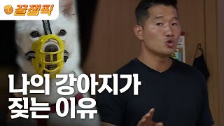 [#개는훌륭하다] 내 강아지가 외부인 경계가 심하다 싶은 견주들 주목! 사회성 제로! 믹스견 '덕구'ㅣKBS 220815 방송