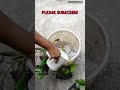 grow water lily in a pot water lily at home 😍 waterlily shrots aquaticplant watergarden viral