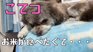 【チワプー】お米が食べたくて、でもとれないんです！笑