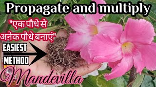 How to propagate MANDEVILLA (100% results)