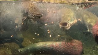 大迫力！ピラルクのエサやり　下関海響館　Feeding Arapaima