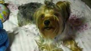 My Yorkie talking