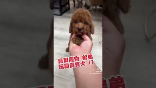 貝貝寵物專業犬舍-玩具型貴賓17號