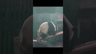 大熊猫屁屁冒烟是怎么回事？真得有被笑到！哈哈！#panda