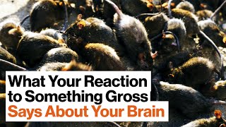 The Psychology (and Politics) of Disgust | Kathleen McAuliffe | Big Think