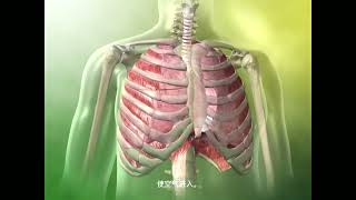 肺通气 三维立体动画演示 #人体解剖学 Pulmonary ventilation 3D animation demonstration #humananatomy