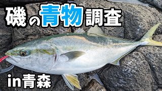 青森の磯で秋の青物調査してきた【ロックショアジギング・青森釣り】