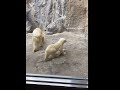 旭山動物園ホッキョクグマのピリカと赤ちゃん　 ホッキョクグマ　 shorts