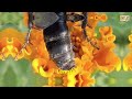 bees and wasps nature s tiny marvels