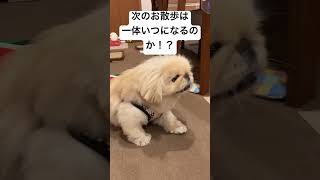 【梅雨のお散歩問題】 #shorts #ペキニーズ #トイプードル #dog